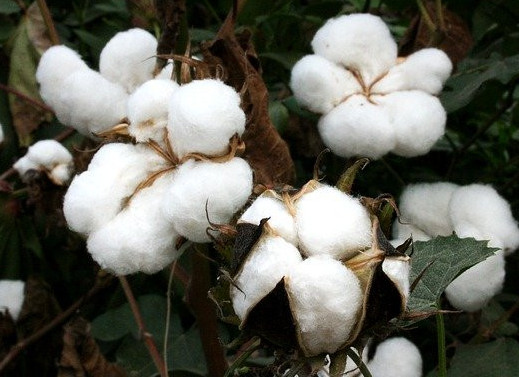 Inexpensive organic baby clothes-White cotton plant