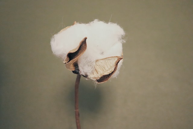 Are the benefits of organic cotton worth it?-Cotton ball on stem.