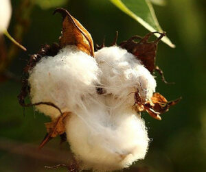5 Benefits Organic baby clothes have- White cotton ball