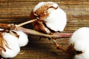 What is Oeko-Tex certified mean?-Cotton plant.