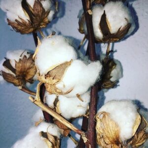 Organic baby clothes for girl's-White cotton plant.